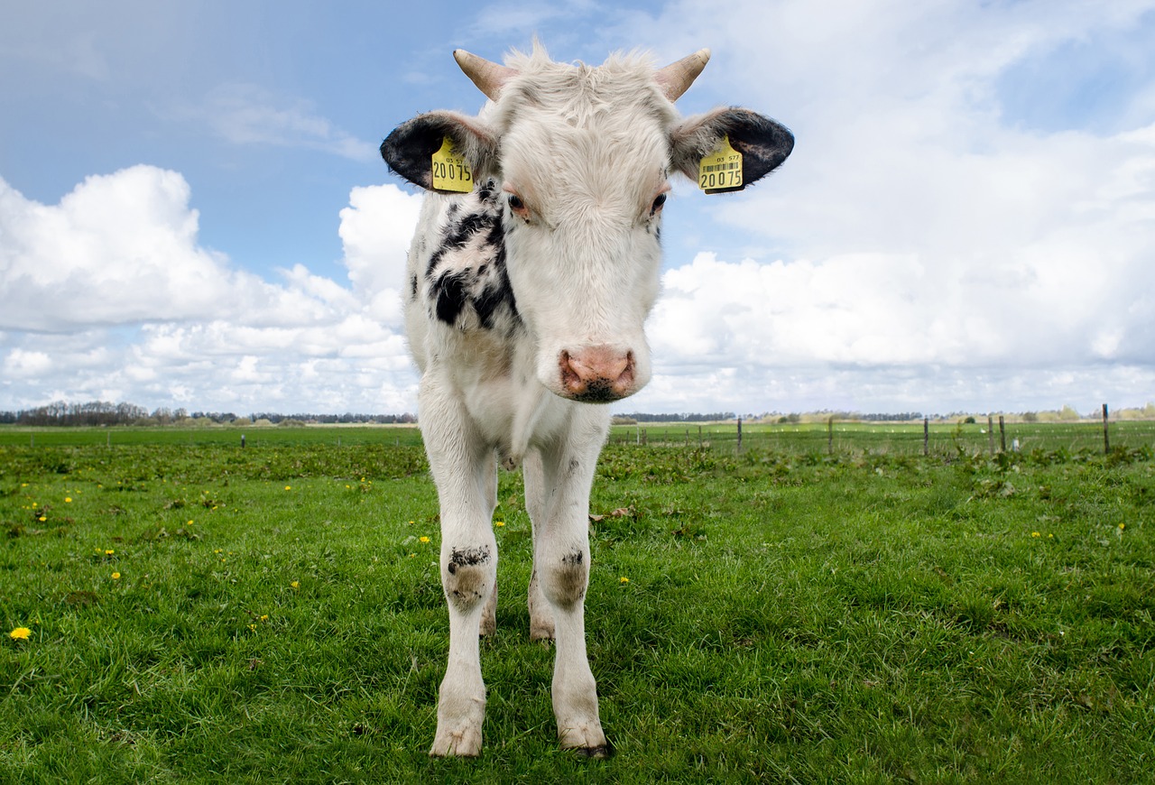 cow, calf, young